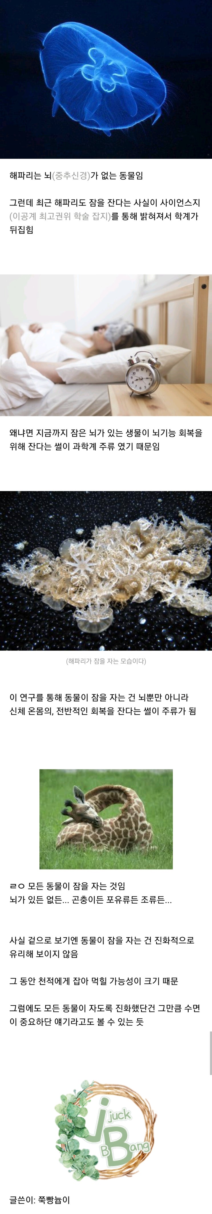 해파리가 밝혀낸 수면의 비밀