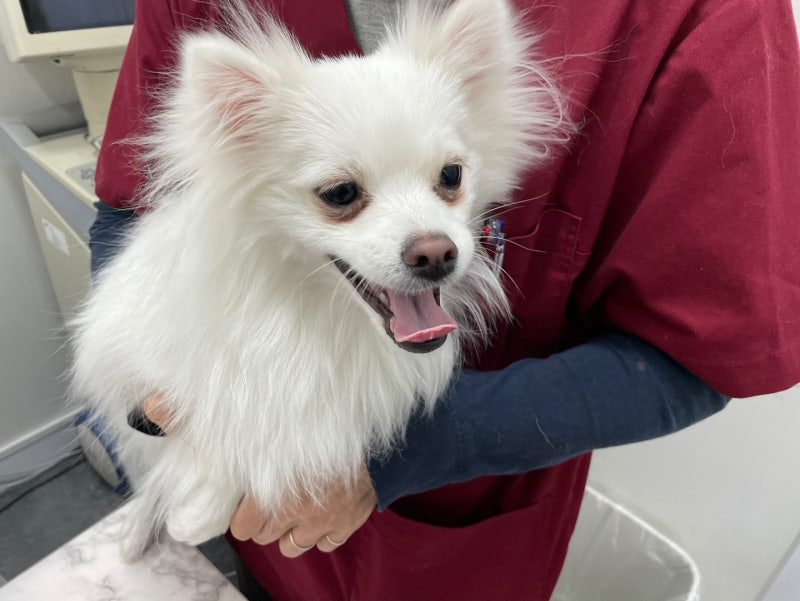 공릉동 동물병원 : 개가 짖는 8가지 이유