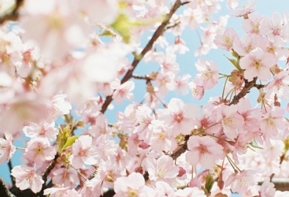 벚꽃엔딩, 벚꽃 이야기,  벚꽃 에피소드 #막내