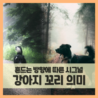  강아지 꼬리 의미 읽어보자 (f. 내림, 흔들기, 말림 등)