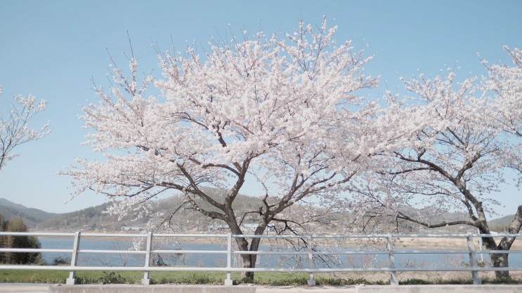 따뜻한 봄 광주 근교 드라이브, 전라남도 나주 숨겨진 벚꽃 맛집은 여기!