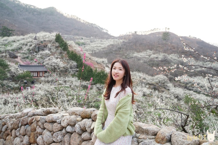 광양 매화마을 매화꽃 만개한 아름다운 봄풍경 광양 매화마을 매화꽃 만개한 아름다운 봄풍경