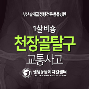  [치료 증례] 1살 / 비숑 / 천장골 탈구 / 교통사고 (부산 수영구 남구 골반골절 수술 전문 동물병원, sacroiliac luxation, 센텀동물메디컬센터)