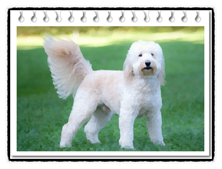 골든두들(goldendoodle)강아지의 분양가격 및 품종에 대해