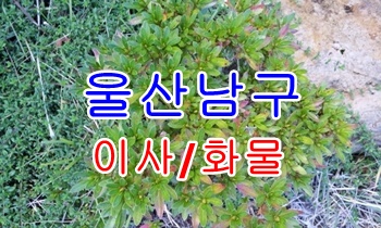  울산남구용달 삼산동 신정동.