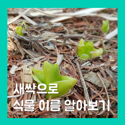  새싹만 보고 식물 이름 맞춰보기