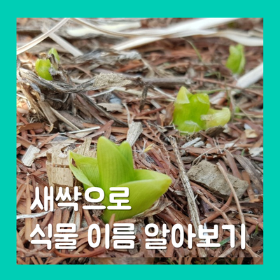 새싹만 보고 식물 이름 맞춰보기