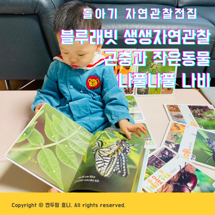 돌아기 자연관찰전집 블루래빗 생생자연관찰 / 곤충과작은동물 나풀나풀나비 토끼펜으로 실감나게봐요 돌아기 자연관찰전집 블루래빗 생생자연관찰 / 곤충과작은동물 나풀나풀나비 토끼펜으로 실감나게봐요