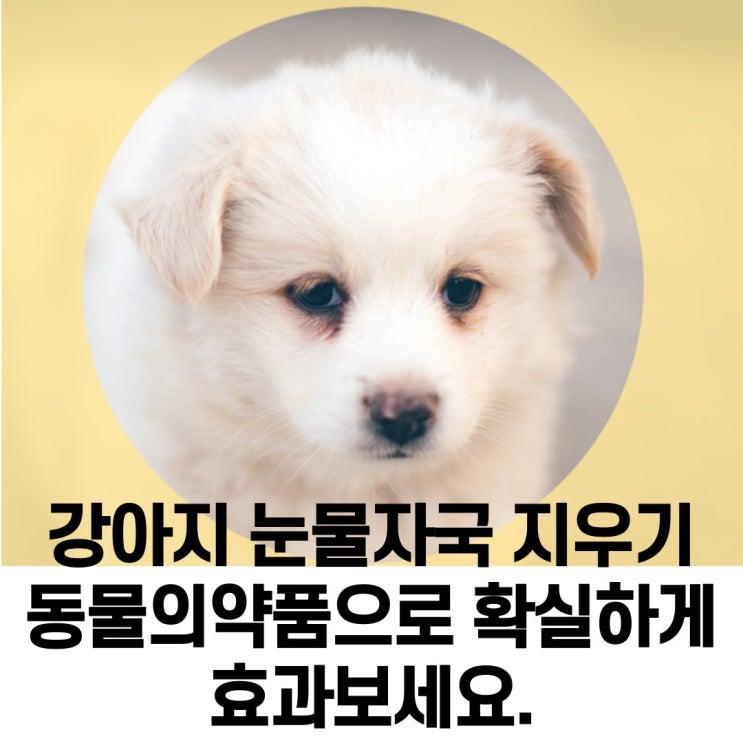  평택, 송탄 동물약국 티어가드, 티어젠 파는곳