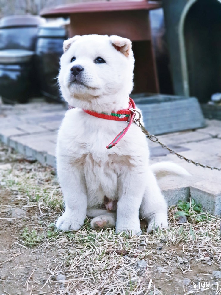  [진돗개] 봄 봄 봄 봄이 왔어요! _진돗개 키우기
