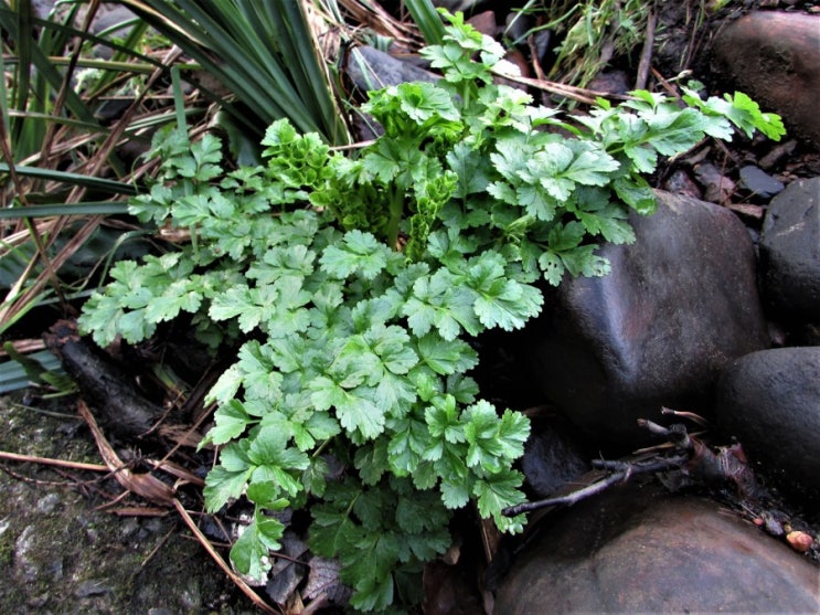  집에서 채소 키우기 미나리 Water Dropwort (Minari) 씨앗부터 키우기 (feat. 씨앗발아)