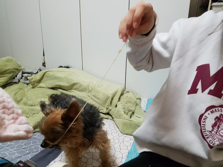  쿠키의 국수먹기!