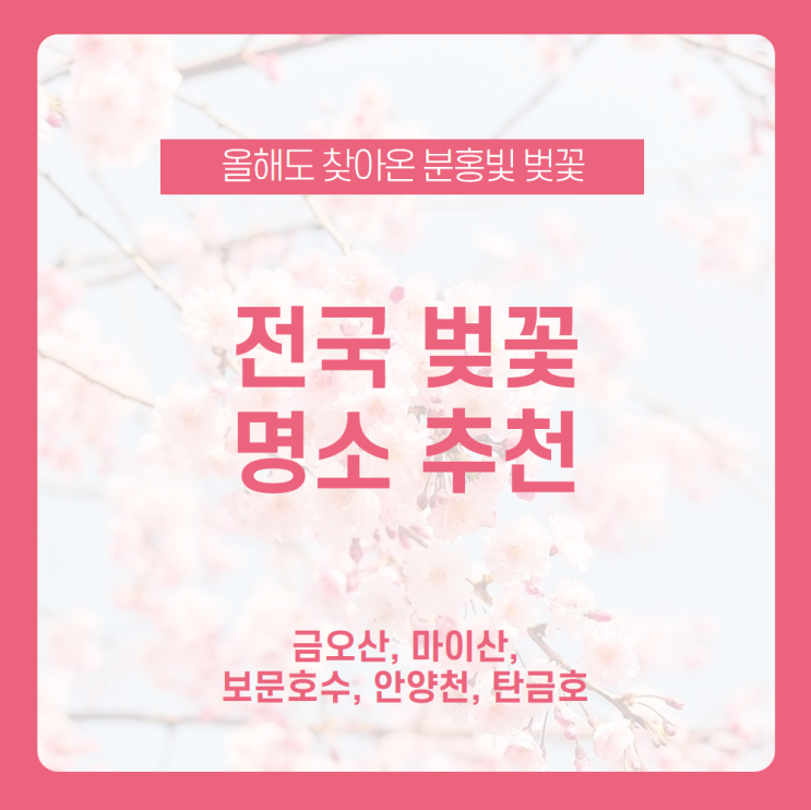 올해도 찾아온 봄의 명물, 벚꽃 보러 나들이 떠나자! 전국 벚꽃 명소 추천 /금오산, 마이산, 보문호수, 안양천, 탄금호 / 숨겨진 벚꽃 명소 / 서울 벚꽃 명소 올해도 찾아온 봄의 명물, 벚꽃 보러 나들이 떠나자! 전국 벚꽃 명소 추천 /금오산, 마이산, 보문호수, 안양천, 탄금호 / 숨겨진 벚꽃 명소 / 서울 벚꽃 명소