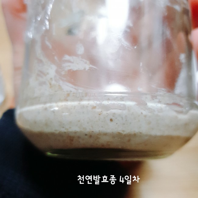  [홈베이킹]천연발효종(르방) 키우기 5일차