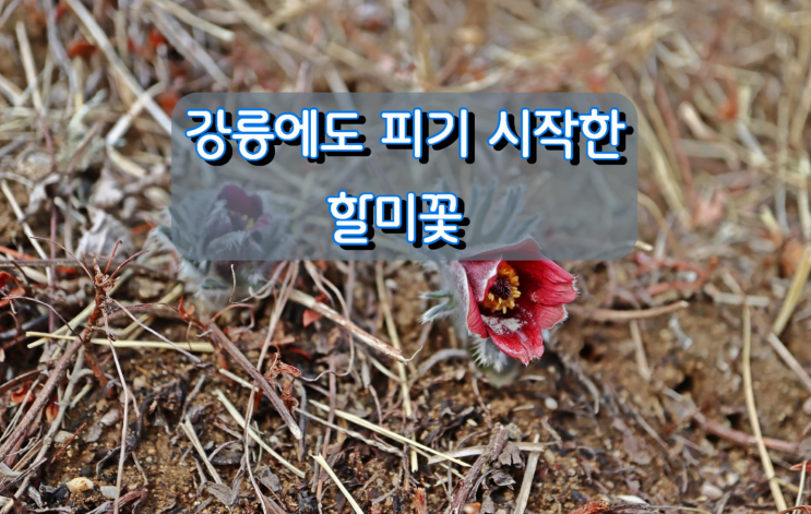 강릉에도 피기시작한 할미꽃