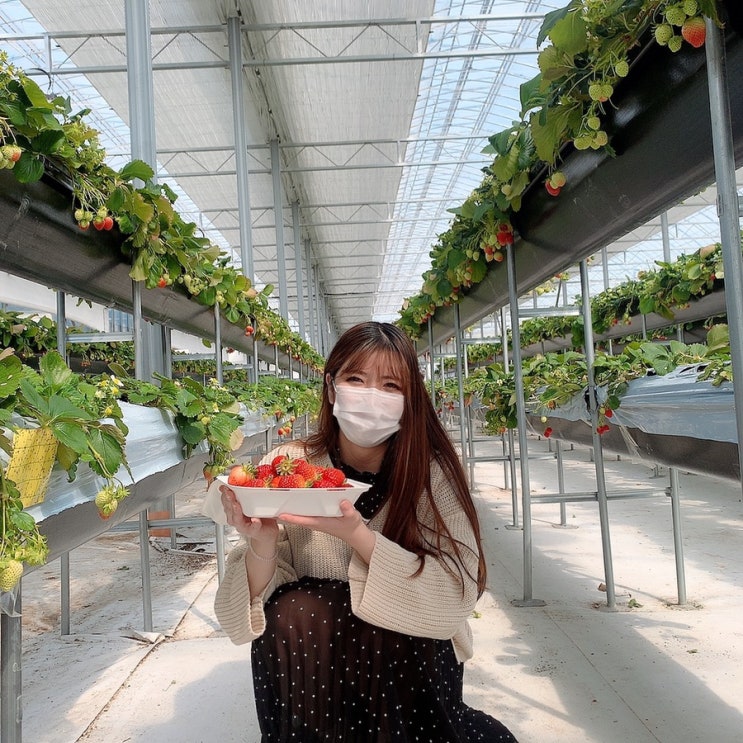  딸기체험[김해/클라우드베리]