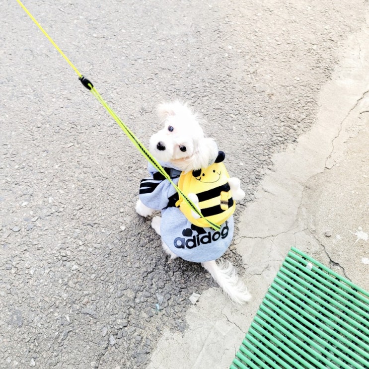 펫버킷 하트가드 강아지 심장사상충약 직구 후기