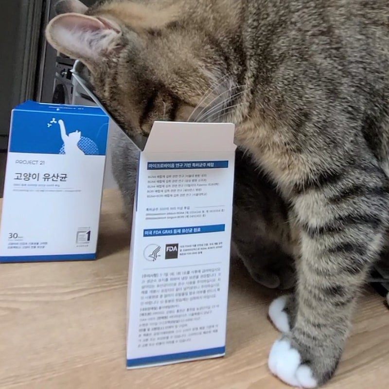 김명철 수의사 추천! 프로젝트21 고양이 유산균