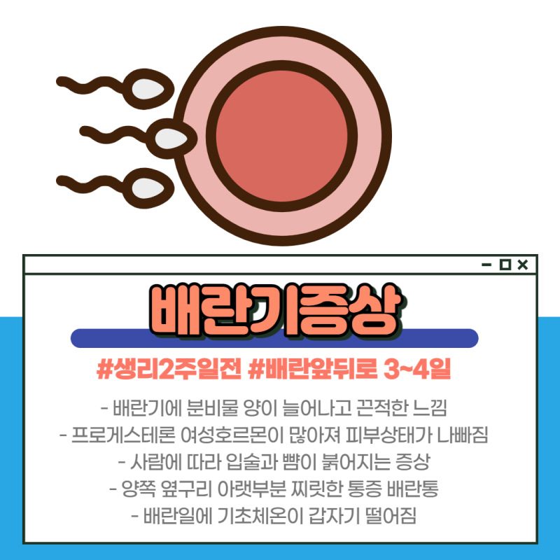 배란테스트기 배란기증상 및 배테기 사용법, 배란일계산법 : 네이버 블로그