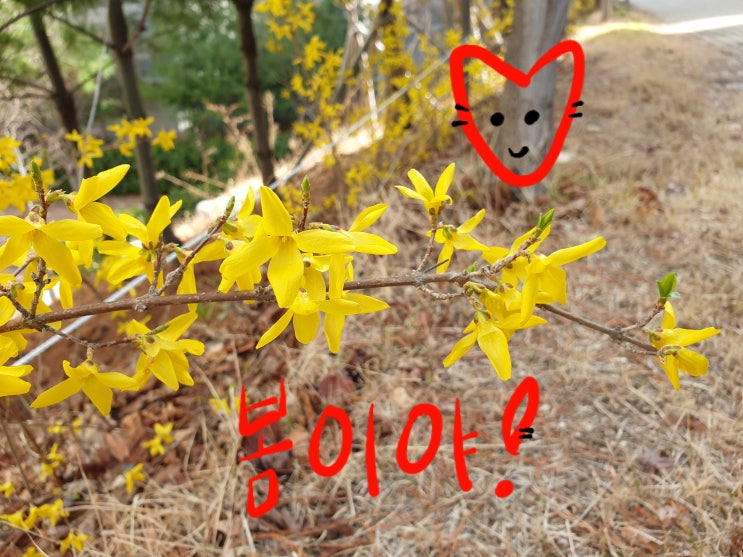  개나리 꽃이 활짝 피었어요