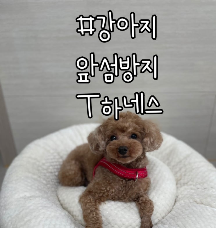  멍템 앞섬방지하네스 산책이 즐거운 강아지가슴줄 앞고리하네스~!