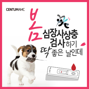  봄, 심장사상충 검사하기 딱 좋은 날인데 (부산 심장전문 동물병원, 센텀동물메디컬센터, 연중 예방, 감염 키트 검사)