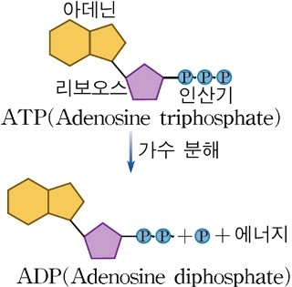 2-1. 세포 호흡과 ATP