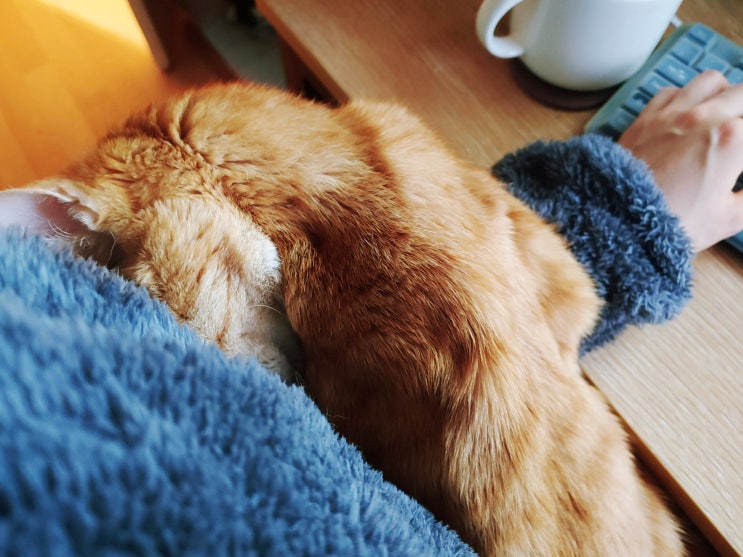 고양이 건강 검진의 필요성, 아프기 전에 가야 하는 동물 병원! 고양이 건강 검진의 필요성, 아프기 전에 가야 하는 동물 병원!