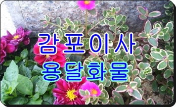 감포용달 양포 장기 구룡포.