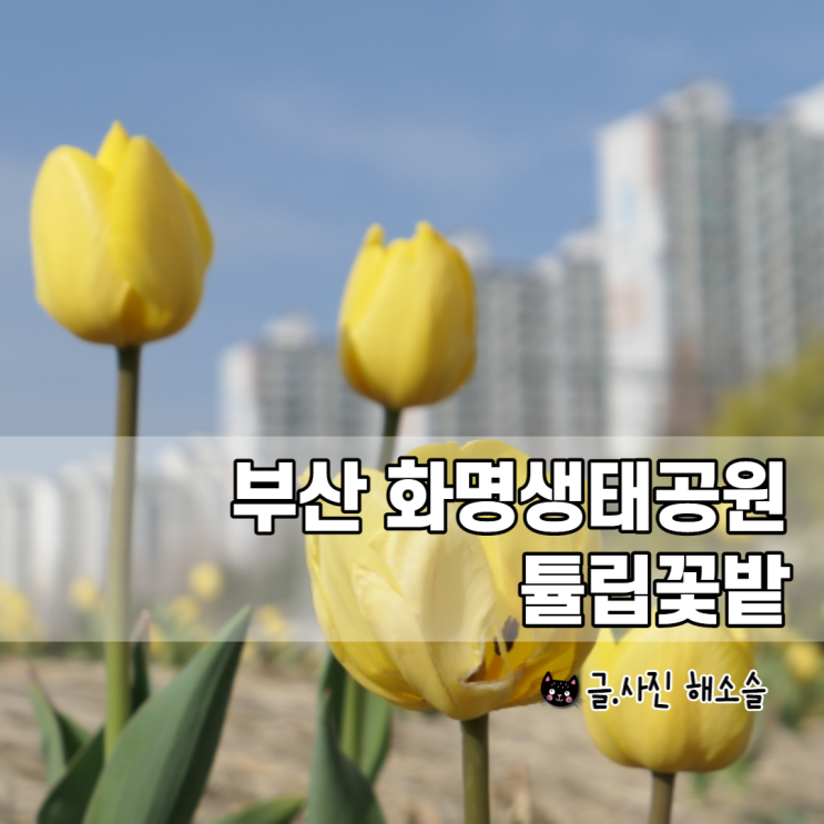  부산 화명생태공원 튤립 꽃이 피었습니다~