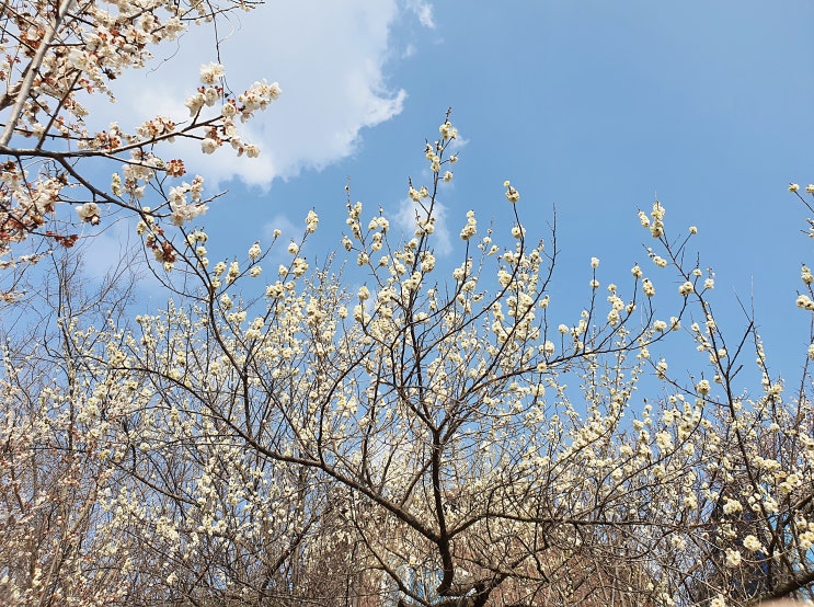  양산 원동매화축제 유료 변경