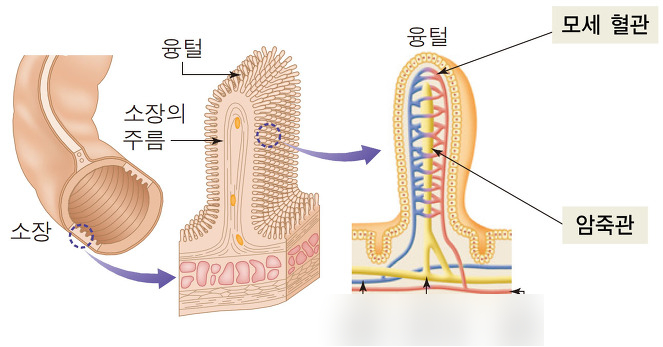  2-1. 소화계의 역할 (+ 실전 문제)