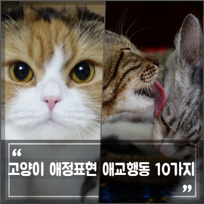 고양이 애정표현, 집사에게 하는 애교 행동 10가지와 이유 (부비적, 골골송, 눈인사, 꾹꾹이, 쭙쭙이, 벌러덩 배등) : 네이버 블로그 고양이 애정표현, 집사에게 하는 애교 행동 10가지와 이유 (부비적, 골골송, 눈인사, 꾹꾹이, 쭙쭙이, 벌러덩 배등) : 네이버 블로그