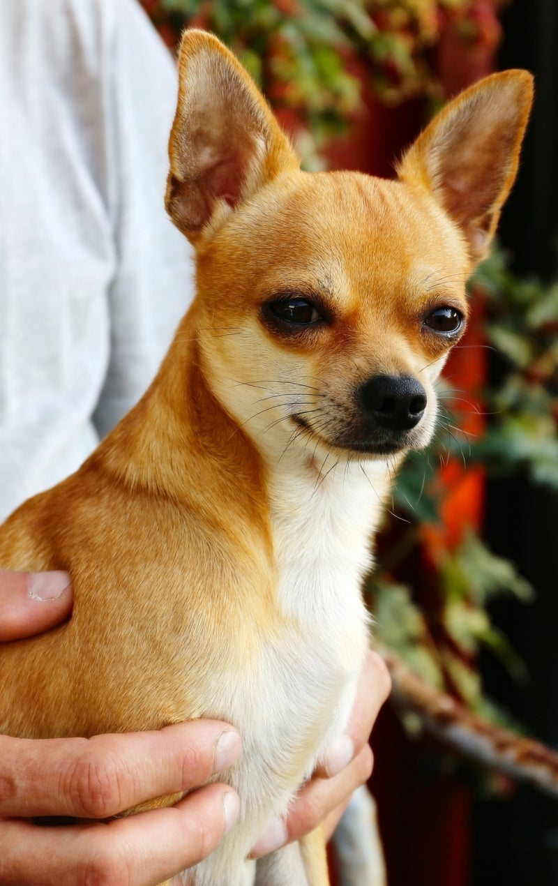 세상에서 가장 작은 강아지 초소형견 치와와! (단모/장모) 견종 성격, 블랙탄, 털빠짐 : 네이버 블로그, image size:800x1270