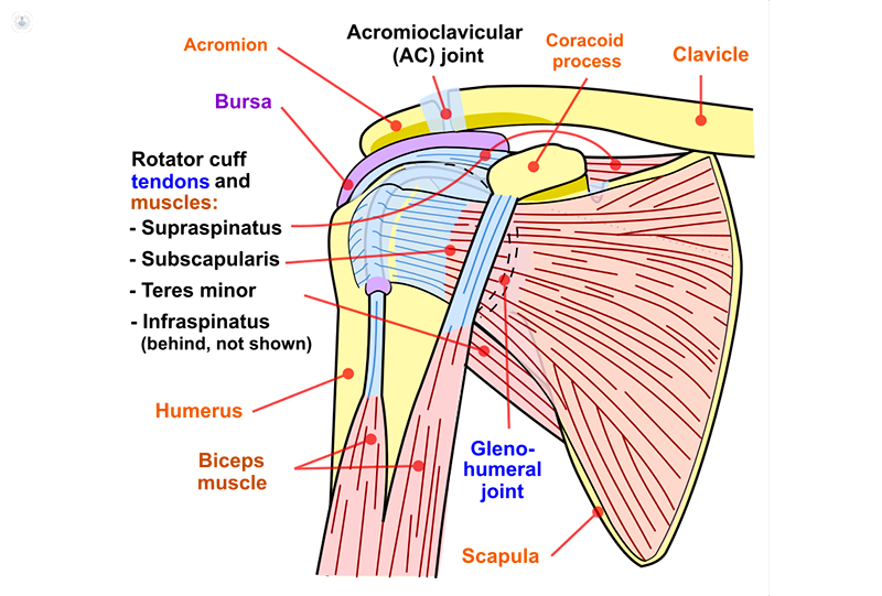 shoulder-a-s-subscap-repair-ssc-repair