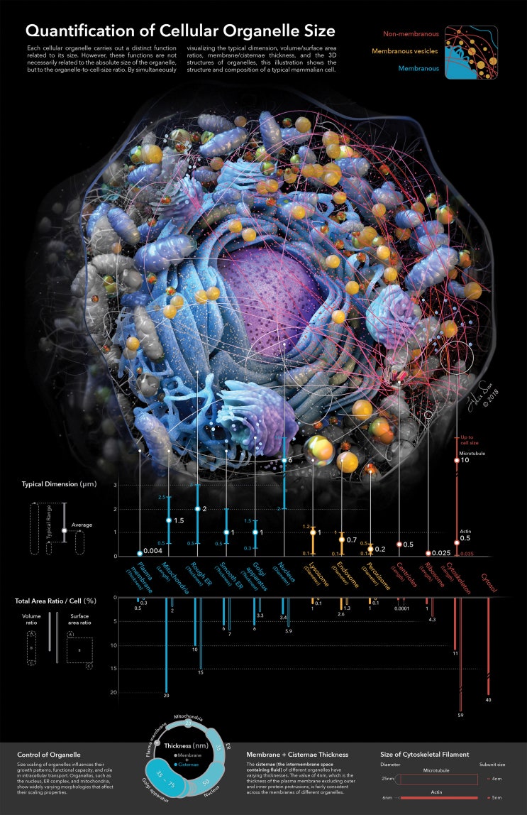 메디컬 일러스트 의료 일러스트 | 3D 메디컬 아트 | 세포 소기관 크기의 정량적 과학 시각화 일러스트