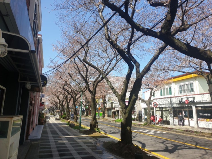  전농로 벚꽃