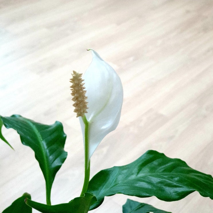  안스리움 키우기 어렵지 않아요.