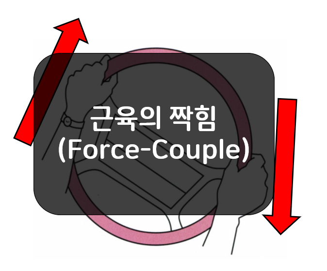  근육의 짝힘(Force-Couple)에 대해 알아보자!!
