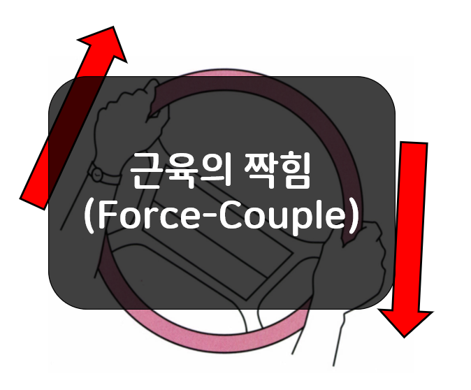 근육의 짝힘(Force-Couple)에 대해 알아보자!!