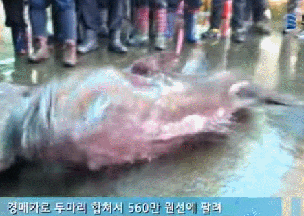  전설의 심해어 '돗돔'