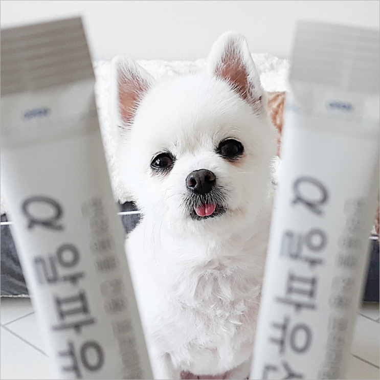  강아지 알파유산균 먹고 장아 튼튼해져라