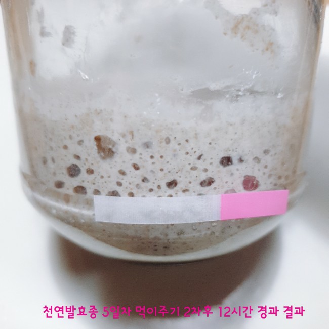  [홈베이킹] 천연발효종(르방) 키우기 6일차