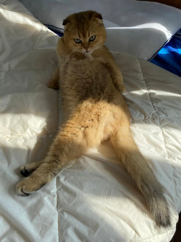  요염하냥