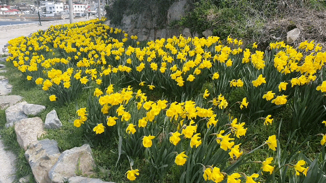  구조라 해변 수선화 / 아주동 프릴메이(3/19)