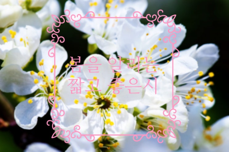  (자작시) 웃음꽃. 짧고 좋은 시 '꽃시'