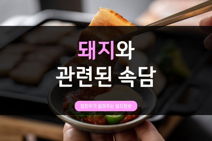  전통참한우가 알려주는 돼지정보_돼지와 관련된 속담