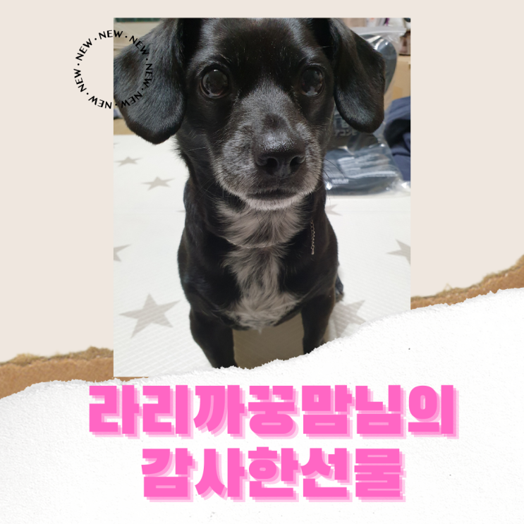 강아지 심장사상충 하트가드 플러스 츄어블 챙겨주신 이모 ( feat . 라리까꿍맘님 ) 강아지 심장사상충 하트가드 플러스 츄어블 챙겨주신 이모 ( feat . 라리까꿍맘님 )