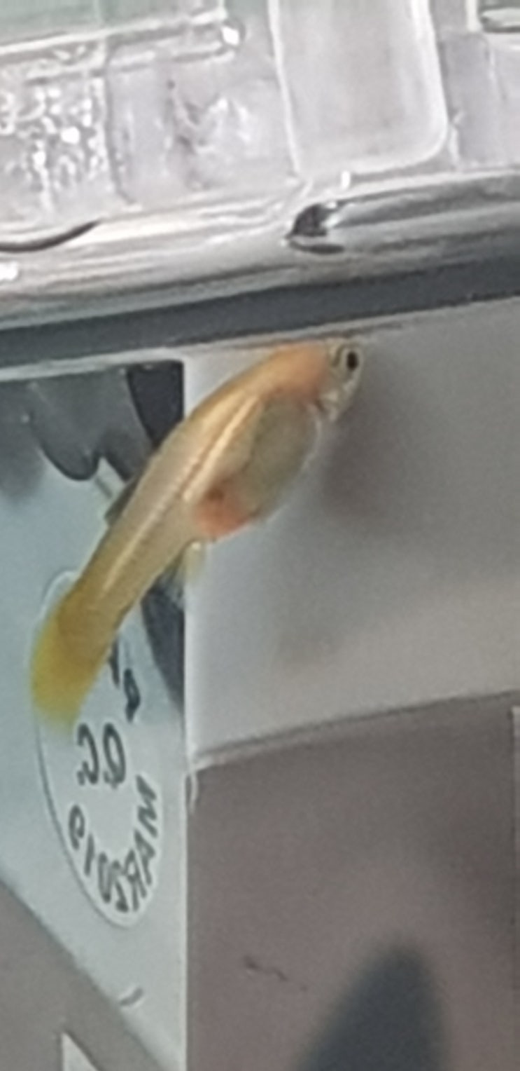  열대어구피새끼자라서등이휘었어요