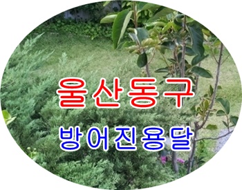 울산동구용달 방어진 정자 출발합니다.